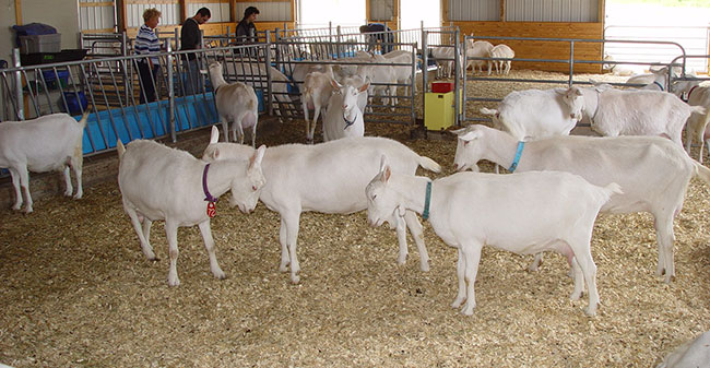 Goats Sheep W-S-Feed Ontario